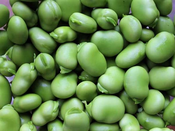 Bean Broad Coles Dwarf - LifeForce Seeds