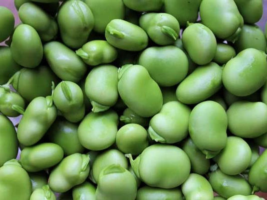 Bean Broad Coles Dwarf - LifeForce Seeds