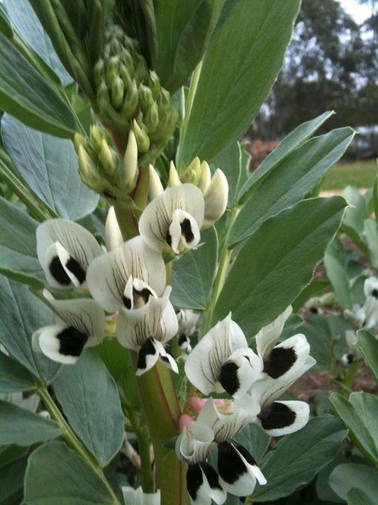 Bean Broad Aquadulce - LifeForce Seeds