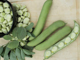 Bean Broad Aquadulce - LifeForce Seeds