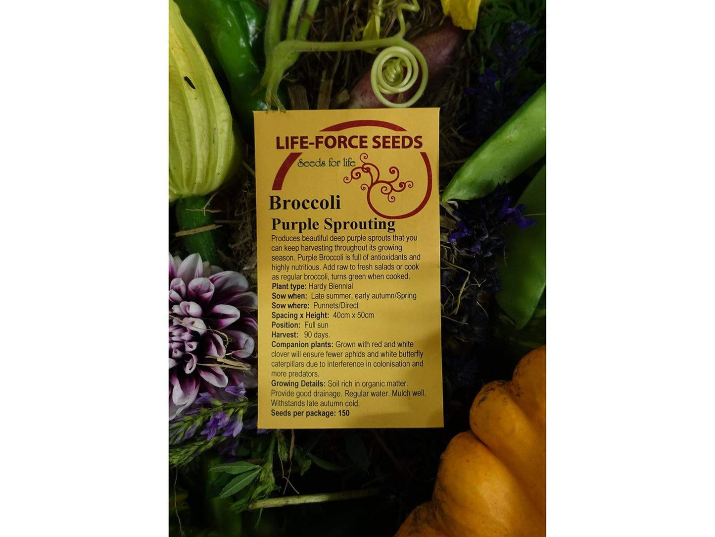 Broccoli Purple Sprouting - LifeForce Seeds