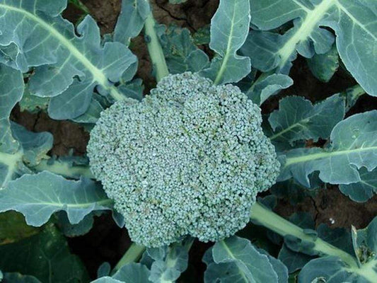 Broccoli Waltham - LifeForce Seeds