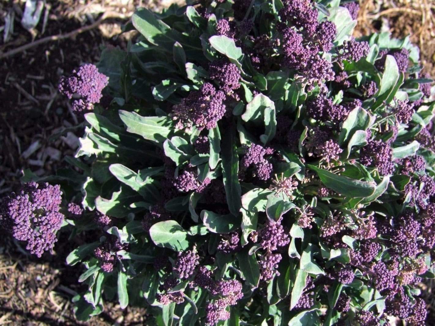 Broccoli Purple Sprouting - LifeForce Seeds
