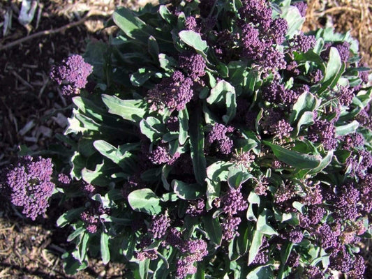 Broccoli Purple Sprouting - LifeForce Seeds