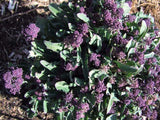 Broccoli Purple Sprouting - LifeForce Seeds