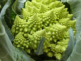 Broccoli Romanesco - LifeForce Seeds