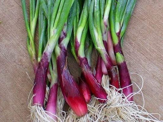 Bunching Onion, Red Beard - LifeForce Seeds