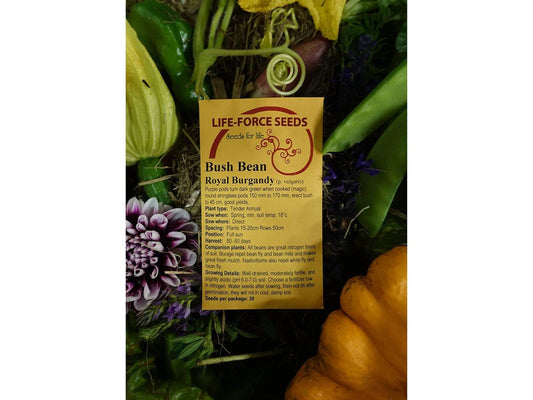 Bean Bush Royal Burgundy - LifeForce Seeds