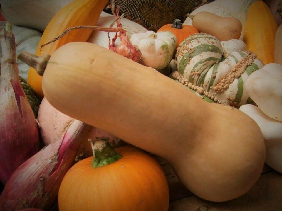 Pumpkin, Butternut - LifeForce Seeds