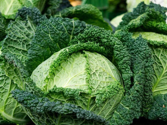 Cabbage, English Savoy - LifeForce Seeds