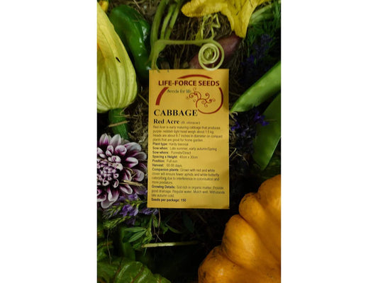 Cabbage Red Acer - LifeForce Seeds