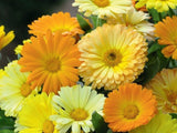 Calendula, Pacific Beauty Mix - LifeForce Seeds