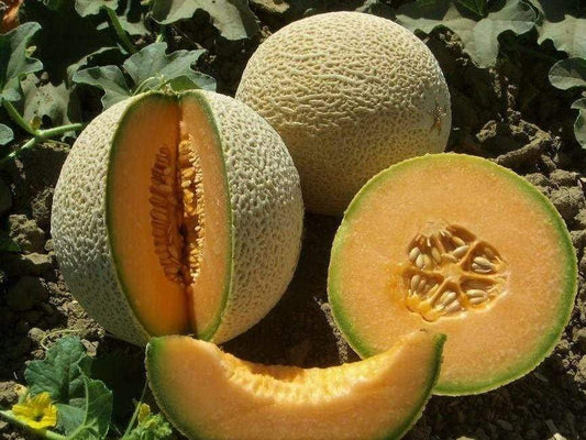 Rockmelon, Hearts of gold - LifeForce Seeds