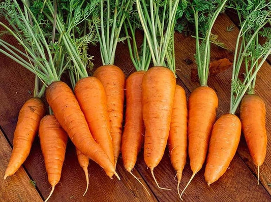 Carrot, Chantenay Red Cored - LifeForce Seeds
