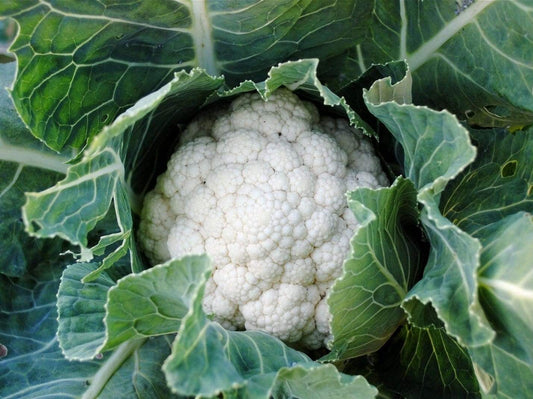 Cauliflower, Snowball Improved - LifeForce Seeds