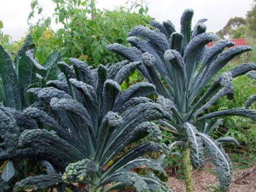 Kale Cavolo Nero - LifeForce Seeds