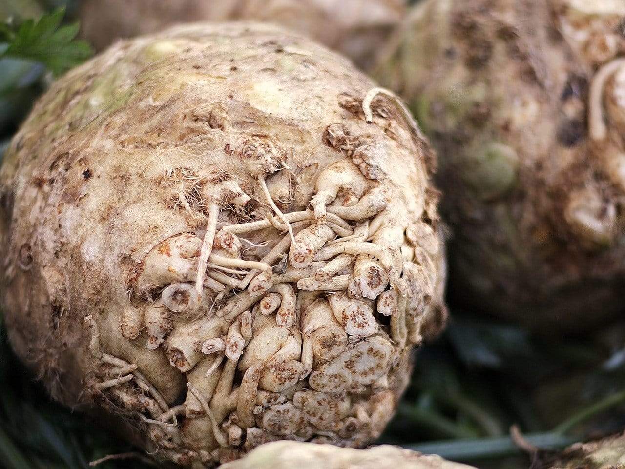 Celeriac Giant Prague - LifeForce Seeds