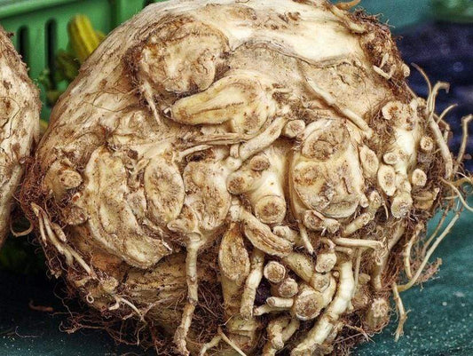 Celeriac Giant Prague - LifeForce Seeds