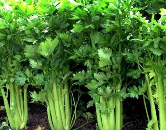 Celery Stingless - LifeForce Seeds