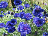 Centaurea, Blue Boy - LifeForce Seeds