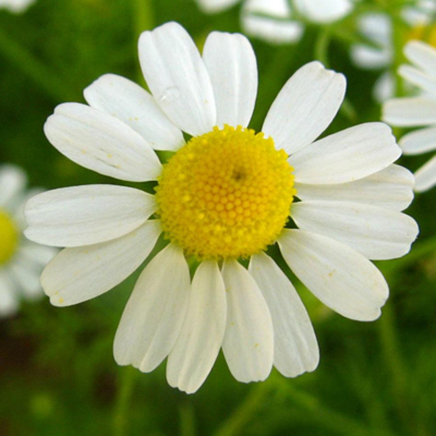 Chamomile German - LifeForce Seeds