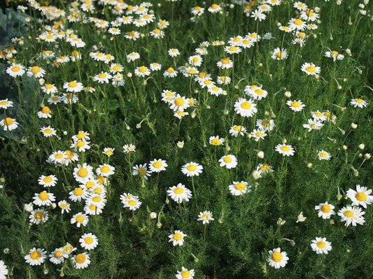 Chamomile Roman - LifeForce Seeds