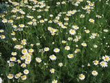 Chamomile Roman - LifeForce Seeds