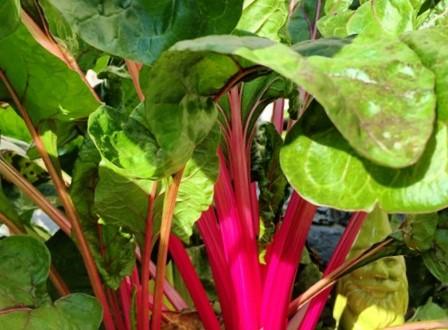 Silverbeet/ Swiss Chard Magenta - LifeForce Seeds