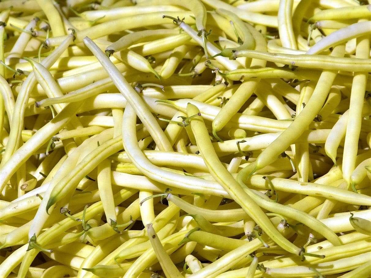 Bean Bush Cherokee Wax - LifeForce Seeds