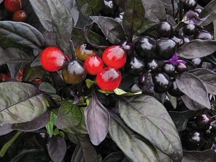 Chilli, Black Pearl - LifeForce Seeds