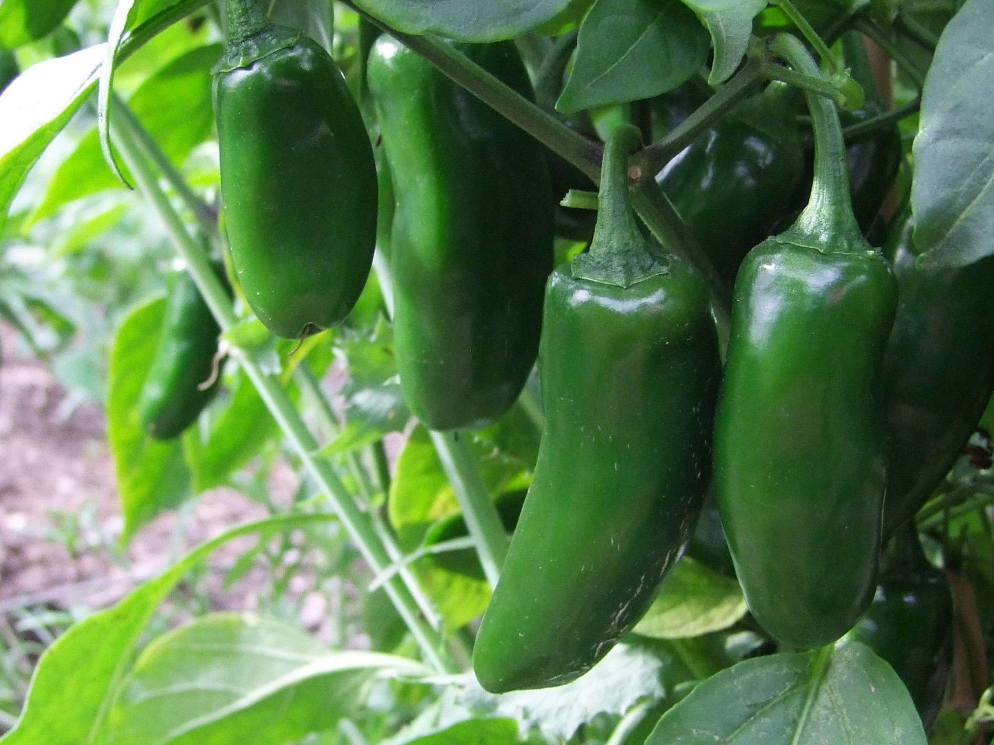 Chilli, Jalapeno - LifeForce Seeds
