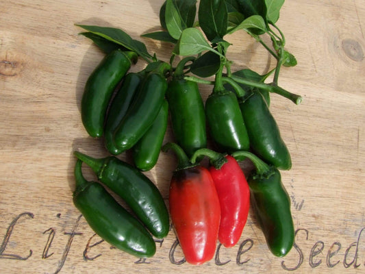 Chilli, Jalapeno - LifeForce Seeds