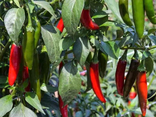 Chilli, Serrano Tampiqueno - LifeForce Seeds