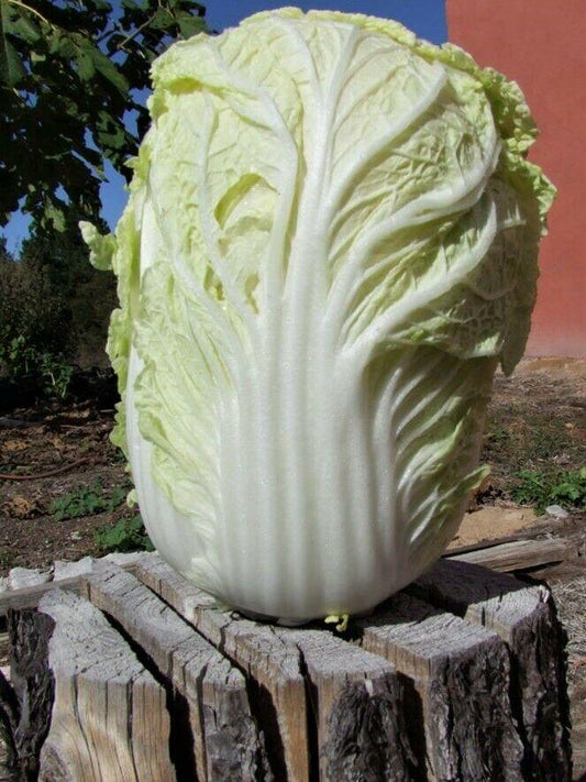 Chinese Cabbage, One Kilo Slow Bolt F1 - LifeForce Seeds