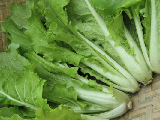 Chinese Cabbage, Tokyo Bekana - LifeForce Seeds