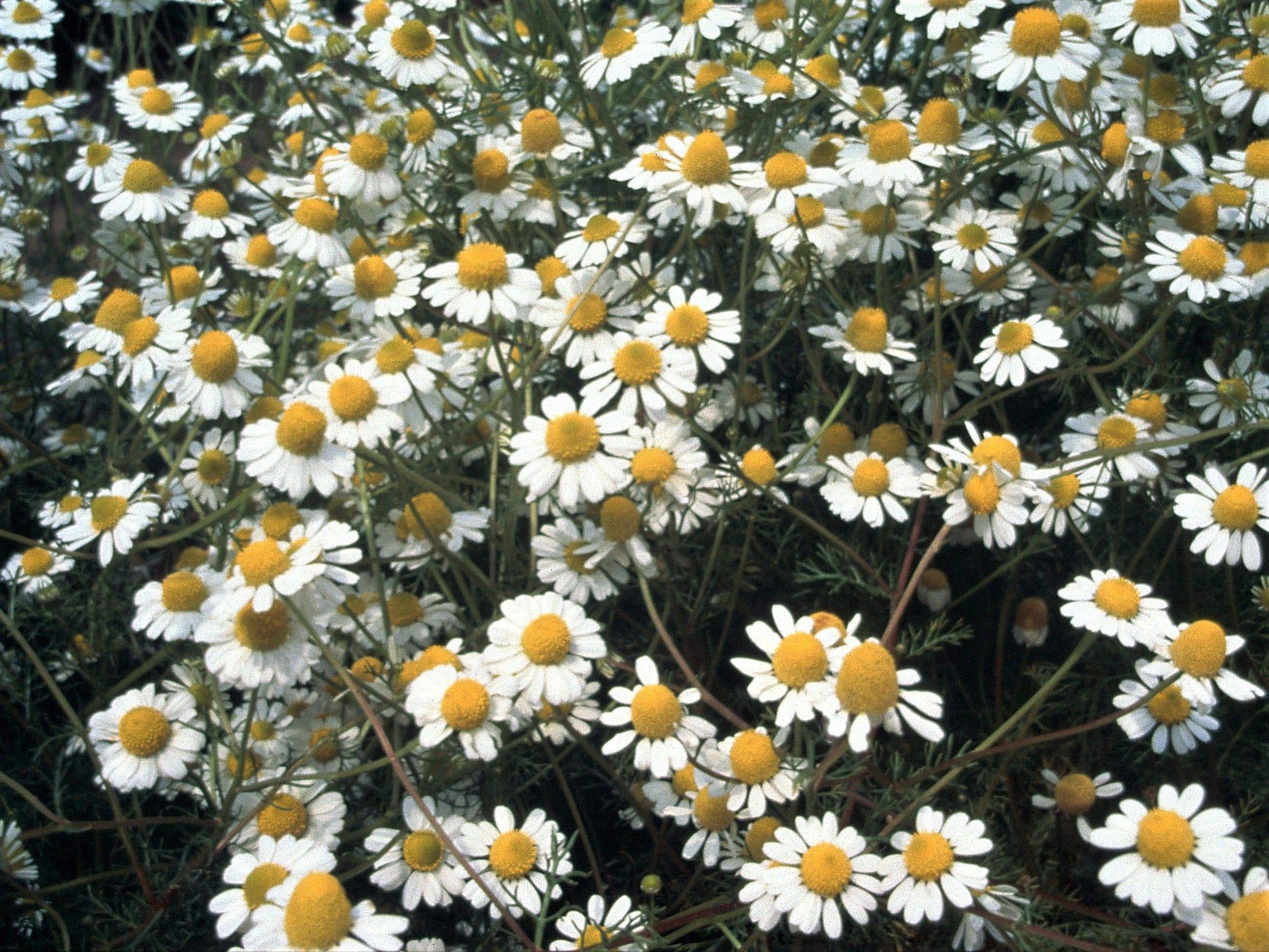 Chamomile German - LifeForce Seeds