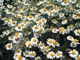 Chamomile German - LifeForce Seeds