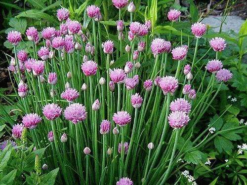 Chive Common - LifeForce Seeds