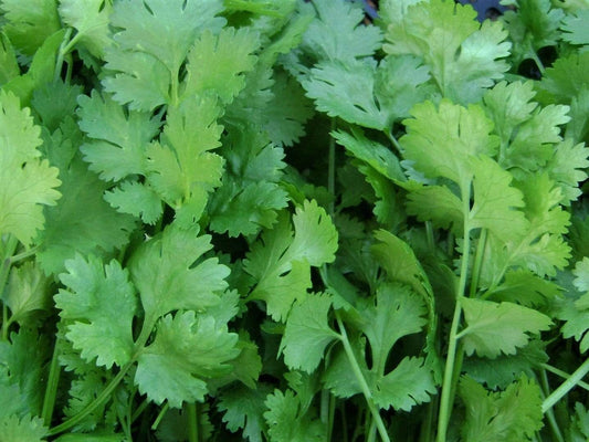 Coriander, Slow Bolt - LifeForce Seeds