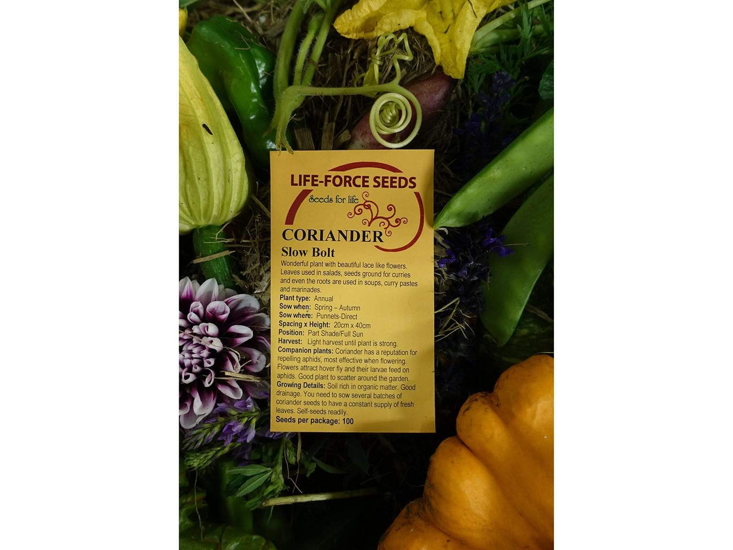 Coriander, Slow Bolt - LifeForce Seeds