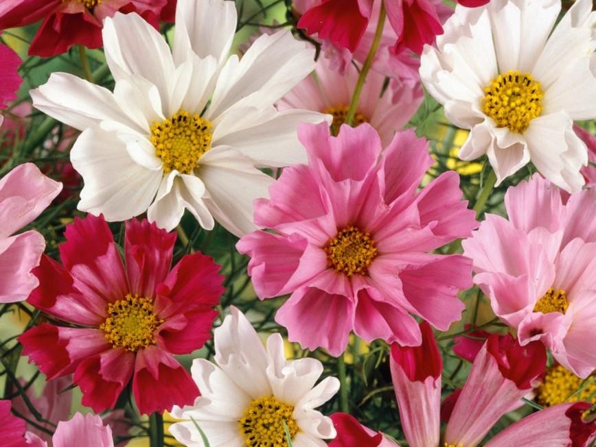 Cosmos, Seashells Mix - LifeForce Seeds