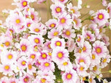 Cosmos, Daydream - LifeForce Seeds