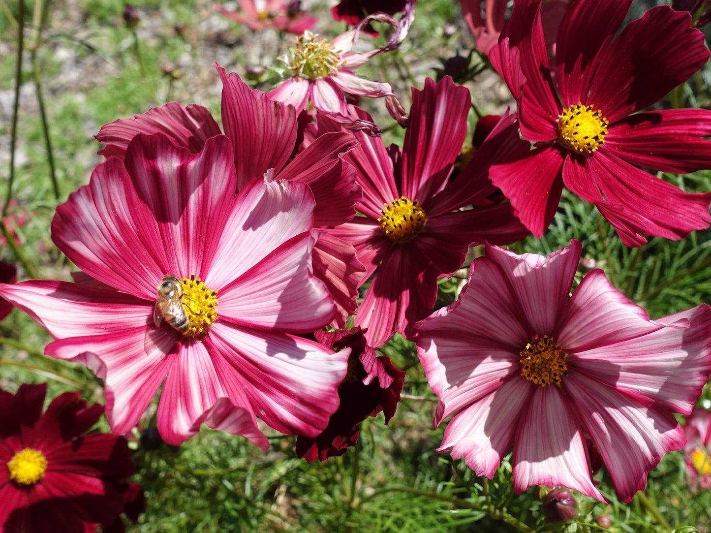 Cosmos, Velouette - LifeForce Seeds