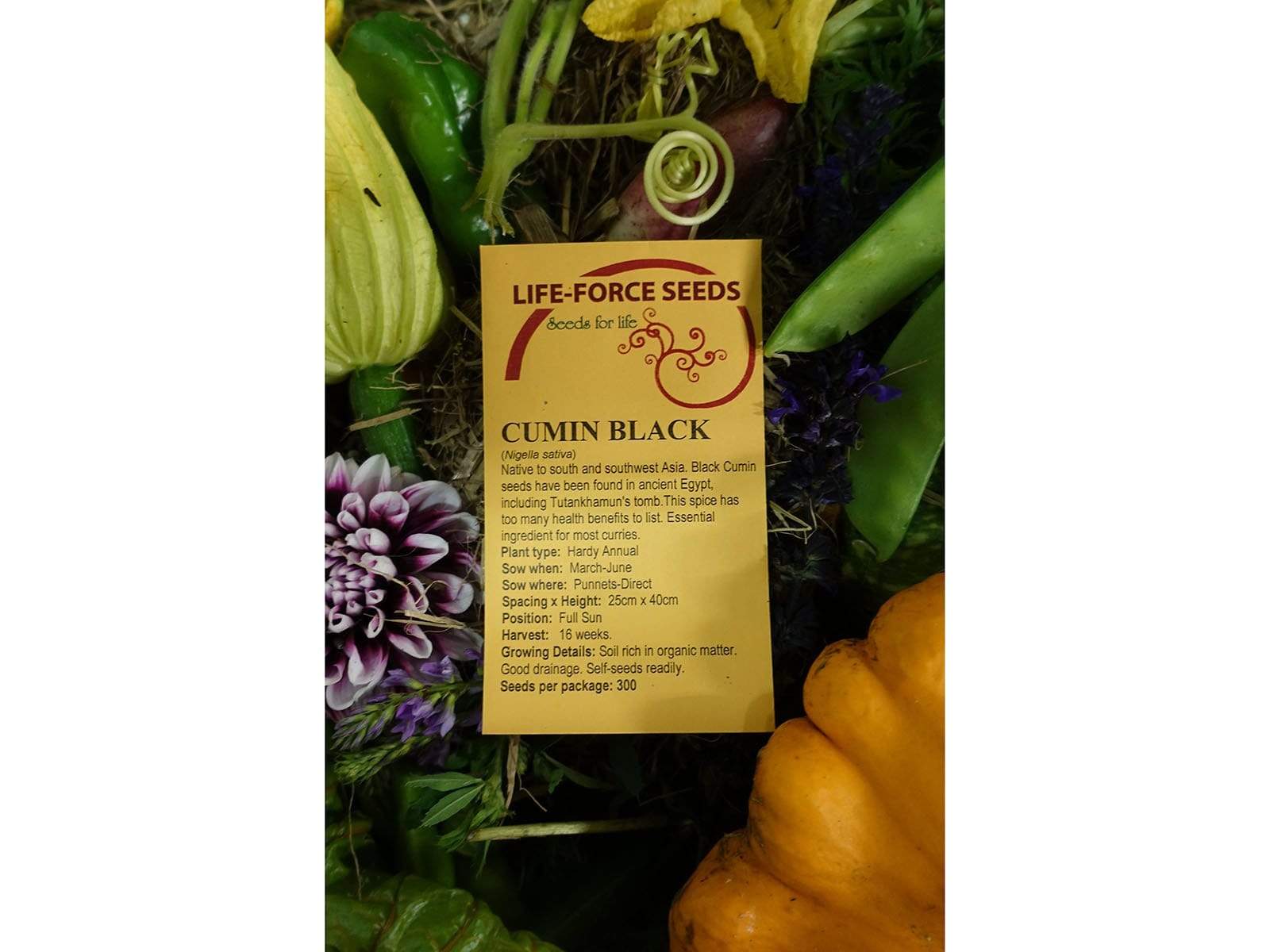Cumin, Black - LifeForce Seeds