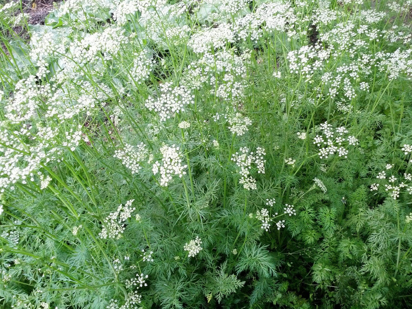 Cumin Seeds - LifeForce Seeds