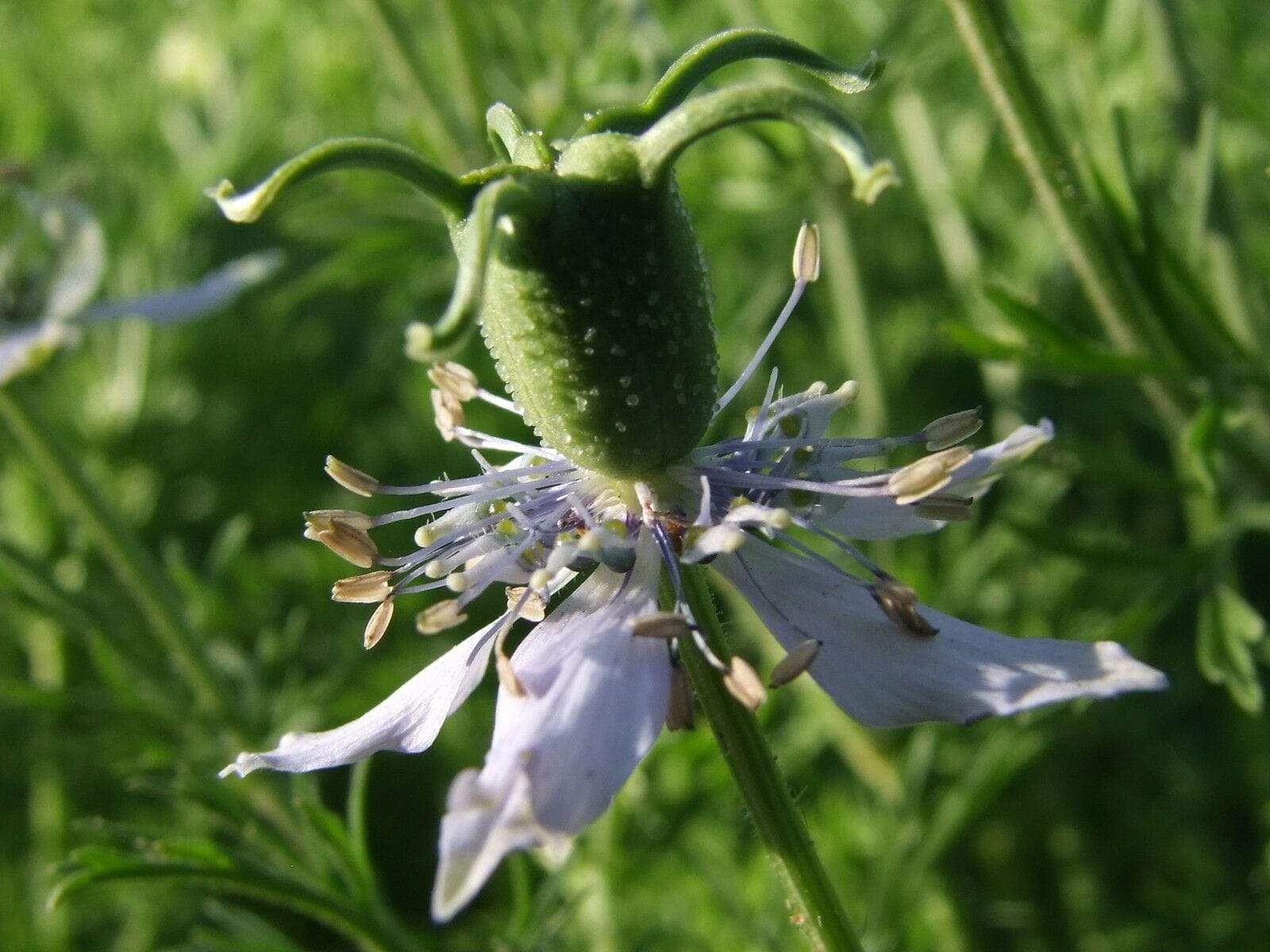 Cumin, Black - LifeForce Seeds