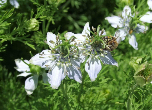 Cumin, Black - LifeForce Seeds