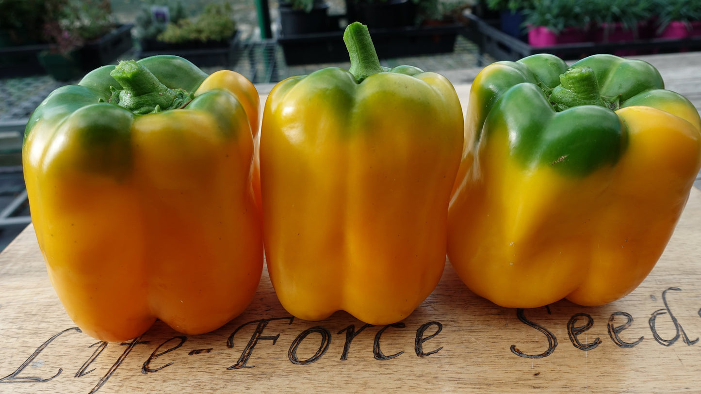 Capsicum Sunbright Yellow Bell - LifeForce Seeds