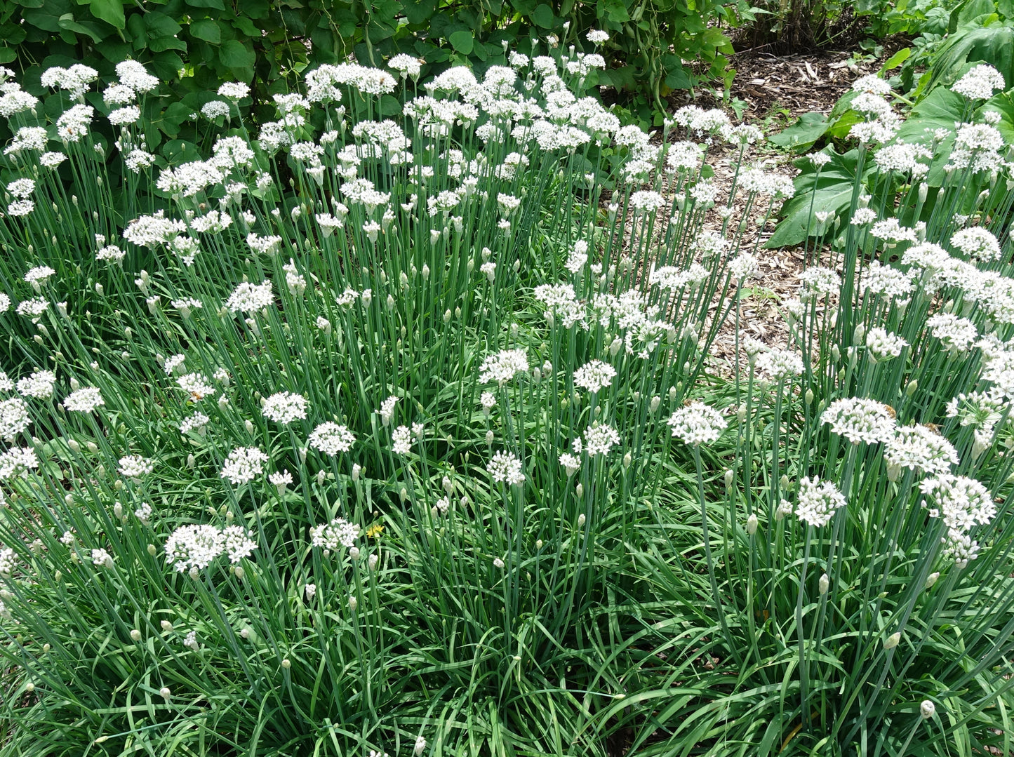 Chive Garlic - LifeForce Seeds