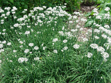 Chive Garlic - LifeForce Seeds